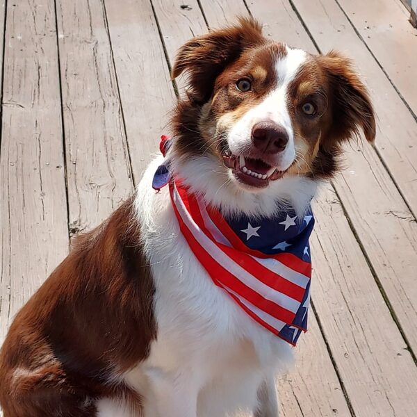 Dock Dog at Adventure Boat Rentals